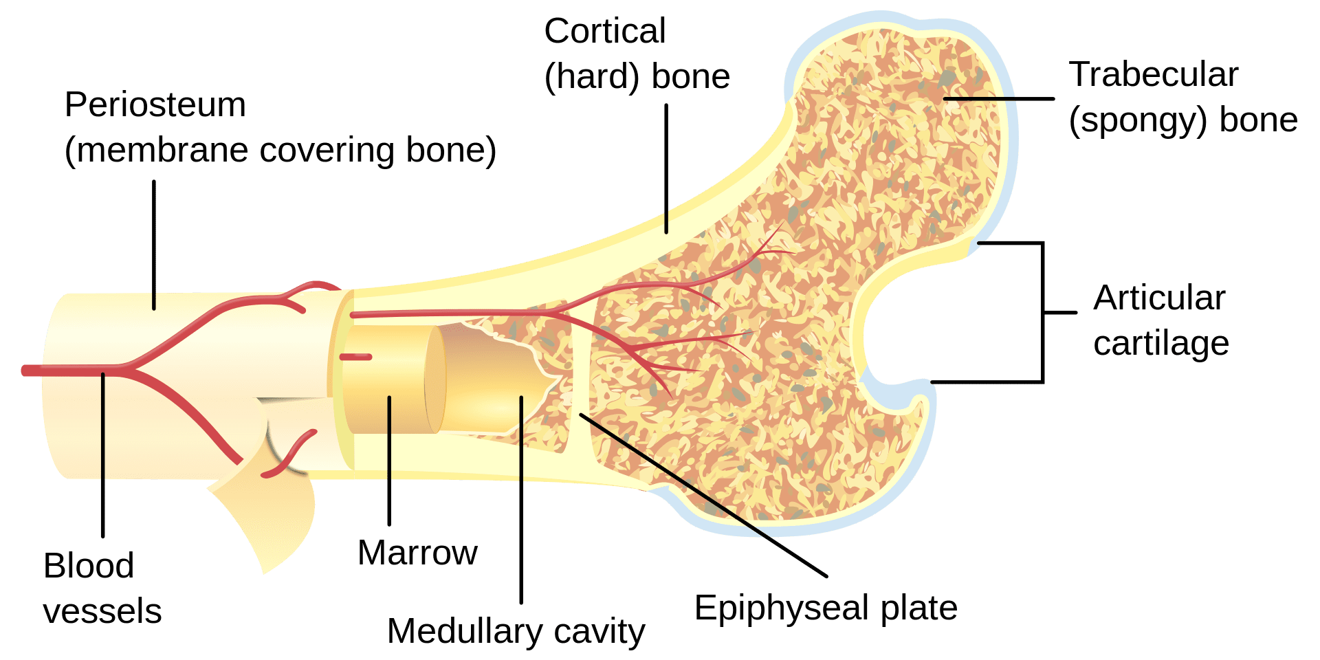 Bone_cross-section