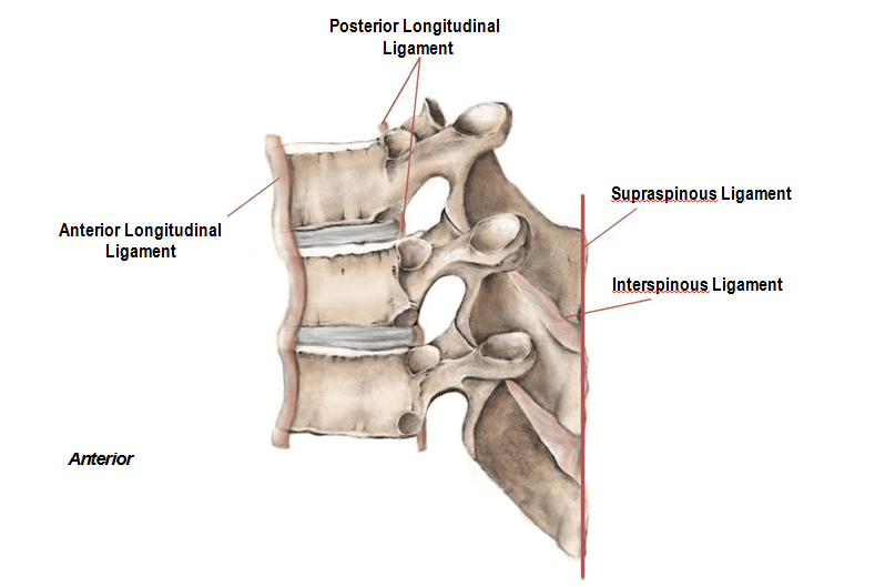 ligamentous-structures-spinal
