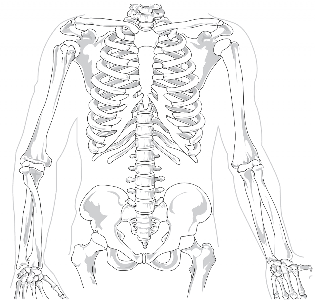 skeleton-41569_1280