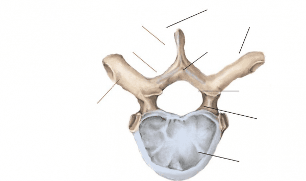 thoracic-vertebra