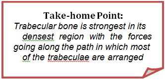 trabecular-bone